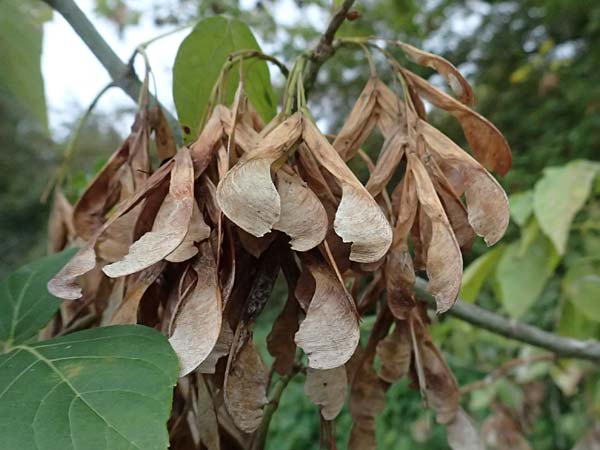 Acer negundo \ Eschen-Ahorn / Box Elder, D Mannheim 24.9.2024