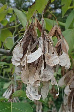 Acer negundo \ Eschen-Ahorn / Box Elder, D Mannheim 24.9.2024