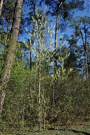 Acer negundo \ Eschen-Ahorn / Box Elder, D Mannheim 4.4.2025