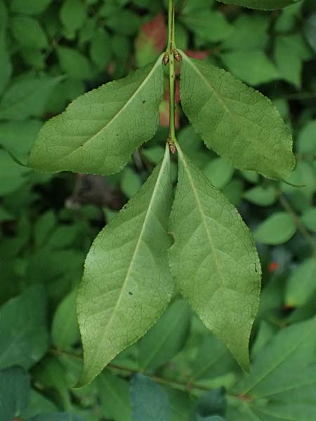 Euonymus alatus \ Gefl�gelter Spindelstrauch, Kork-Fl�gelstrauch / Winged Spindle, Burning Bush, D Mannheim 17.9.2025