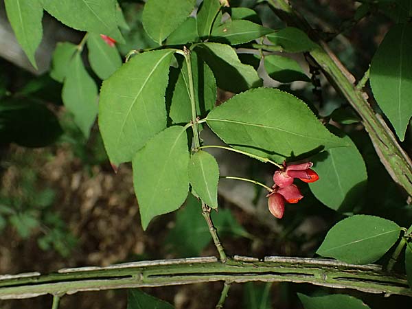 Euonymus alatus \ Gefl�gelter Spindelstrauch, Kork-Fl�gelstrauch / Winged Spindle, Burning Bush, D Mannheim 17.9.2025