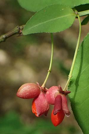 Euonymus alatus \ Gefl�gelter Spindelstrauch, Kork-Fl�gelstrauch / Winged Spindle, Burning Bush, D Mannheim 17.9.2025