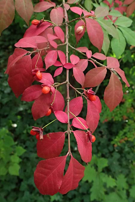 Euonymus alatus \ Gefl�gelter Spindelstrauch, Kork-Fl�gelstrauch / Winged Spindle, Burning Bush, D Mannheim 17.9.2025