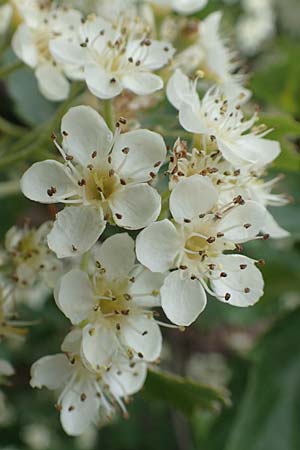 Sorbus torminalis \ Elsbeere / Wild Service Tree, D Schriesheim 14.5.2016