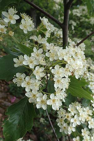 Sorbus torminalis \ Elsbeere / Wild Service Tree, D Schriesheim 14.5.2016