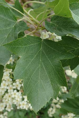 Sorbus torminalis \ Elsbeere / Wild Service Tree, D Schriesheim 14.5.2016