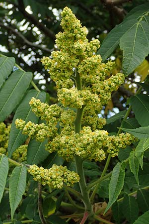 Rhus typhina \ Essigbaum / Stag's-Horn Sumach, D Erlenbach am Main 24.6.2017