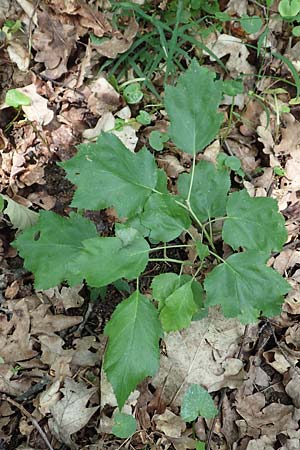 Sorbus torminalis \ Elsbeere / Wild Service Tree, D Gochsheim 17.5.2018