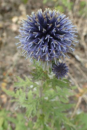 Echinops banaticus \ Banater Kugeldistel / Blue Globe Thistle, D Frankfurt Europaviertel 4.8.2019