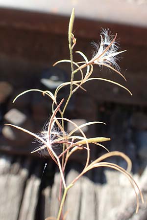 Epilobium brachycarpum \ Kurzfr�chtiges Weidenr�schen / Panicled Willowherb, Tall Annual Willowherb, D Mannheim 15.9.2019
