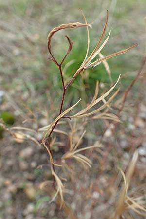 Epilobium brachycarpum \ Kurzfr�chtiges Weidenr�schen / Panicled Willowherb, Tall Annual Willowherb, D Mannheim 11.10.2019