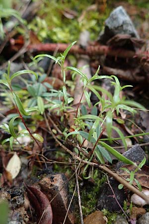 Epilobium brachycarpum \ Kurzfr�chtiges Weidenr�schen / Panicled Willowherb, Tall Annual Willowherb, D Ludwigshafen 27.5.2021