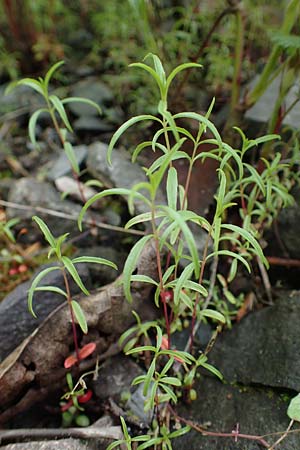 Epilobium brachycarpum \ Kurzfr�chtiges Weidenr�schen / Panicled Willowherb, Tall Annual Willowherb, D Ludwigshafen 27.5.2021