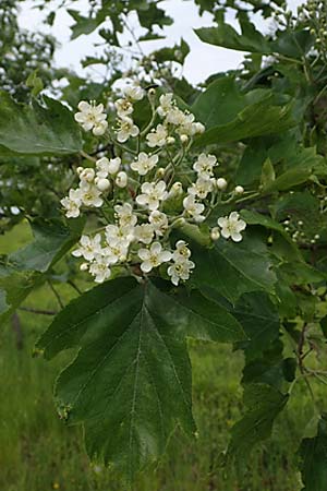 Sorbus torminalis \ Elsbeere / Wild Service Tree, D Buchen 20.5.2023