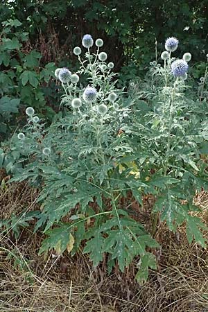 Echinops banaticus \ Banater Kugeldistel / Blue Globe Thistle, D Pfalz,  Dannstadt 20.7.2023