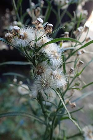 Erigeron bonariensis \ S�damerikanischer Katzenschweif, Krauser Katzenschweif / Argentine Fleabane, D Mannheim 10.9.2023