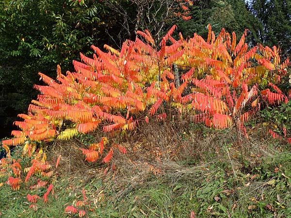Rhus typhina \ Essigbaum / Stag's-Horn Sumach, D Odenwald, Ursenbach 1.11.2023