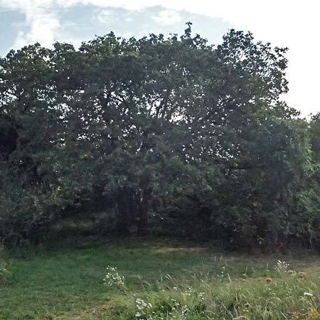 Sorbus torminalis \ Elsbeere / Wild Service Tree, D Hemsbach 2.9.2024