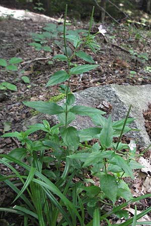 Epilobium collinum \ H�gel-Weidenr�schen / Hill Willowherb, D Odenwald, Lautertal 8.7.2007
