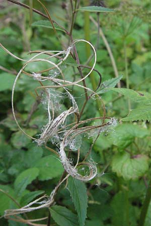 Epilobium collinum \ H�gel-Weidenr�schen / Hill Willowherb, D Odenwald, Lautertal 8.7.2007