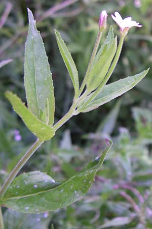 Epilobium ciliatum subsp. adenocaulon \ Dr�siges Weidenr�schen / American Willowherb, D Schwarzwald/Black-Forest, Neuenb&uuml;rg Eisenfurt 5.7.2008