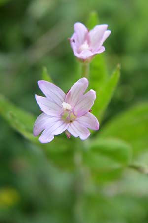 Epilobium ciliatum subsp. adenocaulon \ Dr�siges Weidenr�schen / American Willowherb, D Schwarzwald/Black-Forest, Neuenb&uuml;rg Eisenfurt 5.7.2008