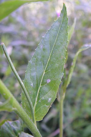 Epilobium ciliatum subsp. adenocaulon \ Dr�siges Weidenr�schen / American Willowherb, D Schwarzwald/Black-Forest, Neuenb&uuml;rg Eisenfurt 5.7.2008