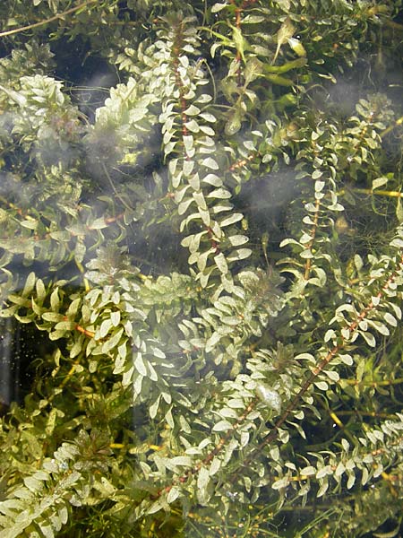 Elodea canadensis \ Kanadische Wasserpest / Canadian Waterweed, D Botan. Gar.  Universit.  Mainz 11.7.2009