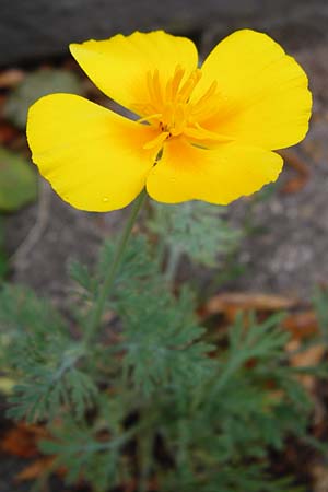 Eschscholzia californica \ Kalifornischer Kappen-Mohn, Goldmohn / California Poppy, D Mannheim 13.6.2015