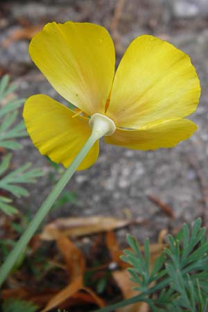 Eschscholzia californica \ Kalifornischer Kappen-Mohn, Goldmohn / California Poppy, D Mannheim 13.6.2015