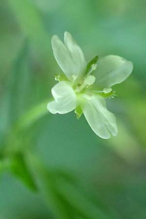 Epilobium ciliatum subsp. ciliatum \ Bewimpertes Weidenr�schen / Fringed Willowherb, D Odenwald, Fischbachtal 26.8.2016
