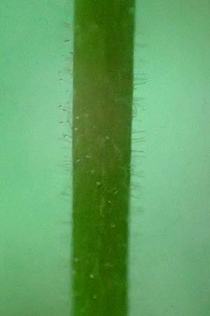 Epilobium ciliatum subsp. ciliatum \ Bewimpertes Weidenr�schen / Fringed Willowherb, D Odenwald, Fischbachtal 26.8.2016