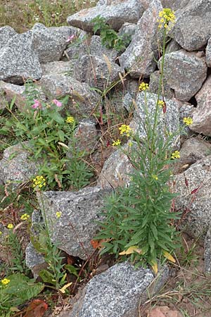 Erysimum cheiranthoides \ Acker-Sch�terich, Acker-Schotendotter / Treacle Mustard, D Laudenbach am Main 17.9.2016