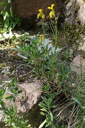 Erysimum cheiri \ Goldlack / Wallflower, D Heidelberg, Schloss/Castle 4.5.2018