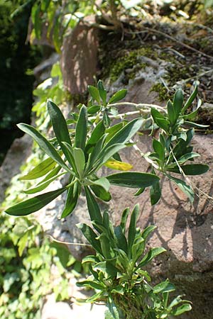 Erysimum cheiri \ Goldlack / Wallflower, D Heidelberg, Schloss/Castle 4.5.2018