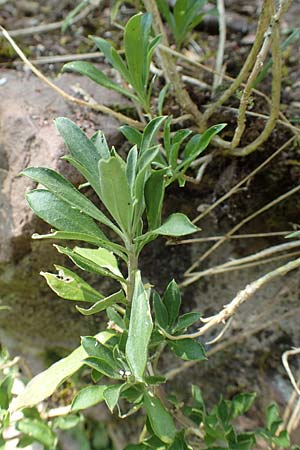 Erysimum cheiri \ Goldlack / Wallflower, D Heidelberg, Schloss/Castle 4.5.2018