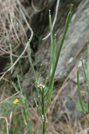 Erysimum cheiri \ Goldlack / Wallflower, D Heimbach 24.5.2018