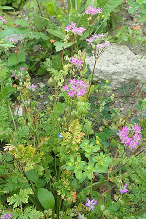 Erodium cicutarium \ Gew�hnlicher Reiherschnabel / Common Crane's-Bill, Philary, D Ludwigshafen 10.6.2018