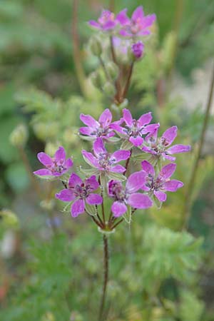 Erodium cicutarium \ Gew�hnlicher Reiherschnabel / Common Crane's-Bill, Philary, D Ludwigshafen 10.6.2018