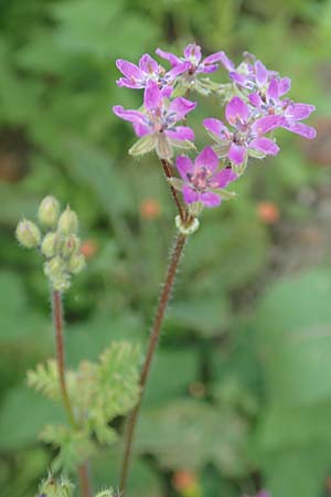 Erodium cicutarium \ Gew�hnlicher Reiherschnabel / Common Crane's-Bill, Philary, D Ludwigshafen 10.6.2018