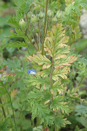 Erodium cicutarium \ Gew�hnlicher Reiherschnabel / Common Crane's-Bill, Philary, D Ludwigshafen 10.6.2018