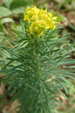 Euphorbia cyparissias \ Zypressen-Wolfsmilch / Cypress Spurge, D Gr&uuml;nstadt-Asselheim 21.6.2018