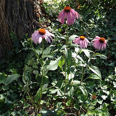 Echinacea purpurea \ Roter Sonnenhut, D Bonn 9.7.2018
