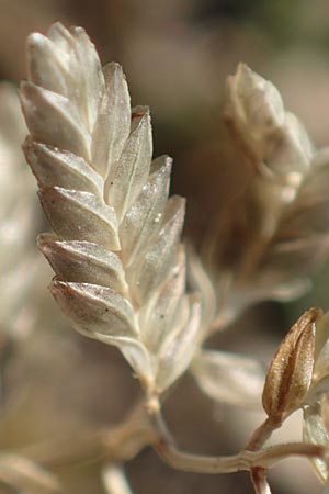 Eragrostis cilianensis \ Gro��hriges Liebesgras / Grey Love Grass, Stink Grass, D Hockenheim 30.9.2018