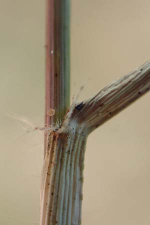 Eragrostis cilianensis \ Gro��hriges Liebesgras / Grey Love Grass, Stink Grass, D Hockenheim 30.9.2018