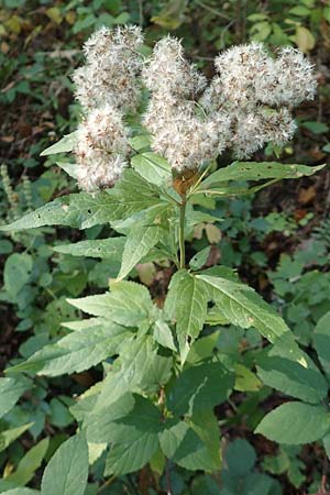 Eupatorium cannabinum \ Wasserdost / Hemp Agrimony, D Zaberfeld-Leonbronn 4.10.2018