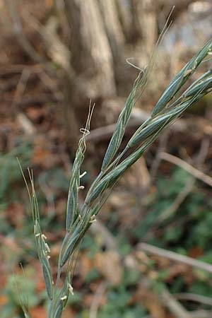 Elymus caninus \ Hunds-Quecke / Bearded Couch, D Neckarsteinach 9.11.2018