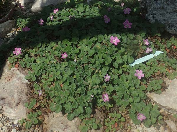Erodium reichardii \ Balearen-Reiherschnabel / Balearic Stork's-Bill, Fairy Heron's-Bill, D Frankfurt Palmengarten 21.4.2019