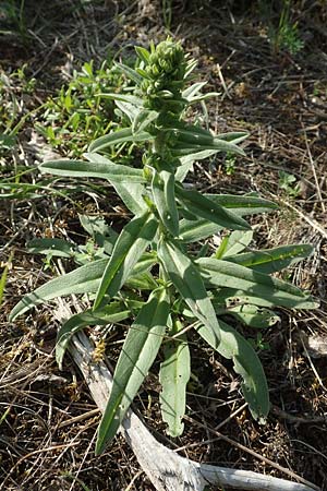 Echium vulgare \ Gemeiner Natternkopf / Viper's Bugloss, D Gri&szlig;heim 18.6.2019