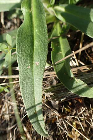 Echium vulgare \ Gemeiner Natternkopf / Viper's Bugloss, D Gri&szlig;heim 18.6.2019